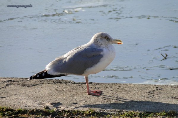 Foto Egon Nehls